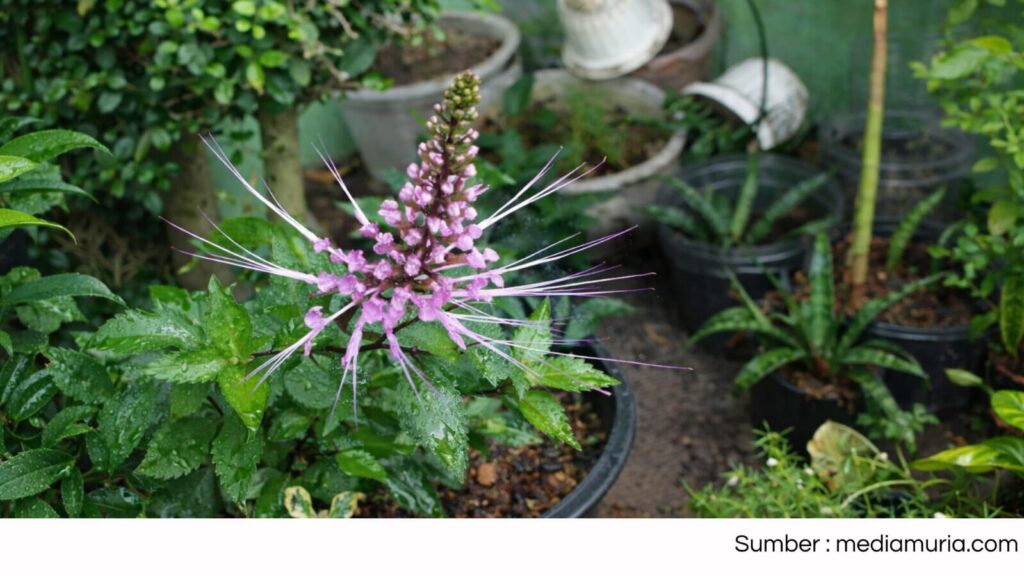 Di Balik Bunganya yang Indah, Kumis Kucing Menyimpan Segudang Manfaat bagi Kesehatan